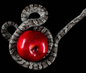 Wąż, Jabłko, Czerwone