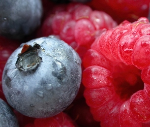 Maliny, Makro, Borówki