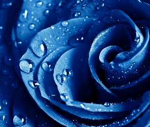 Niebieska, Wody, Krople, Róża