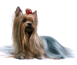 Słodki, kokardka, czerwona, Australian Silky Terrier