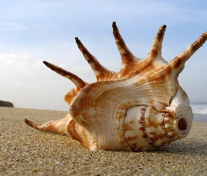 Morze, Plaża, Rogata, Muszla