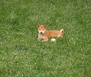 piłeczka, Shiba inu, słodki, mały