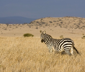 Zebra, Sawanna