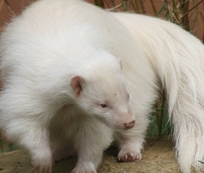 Skunks, Biały