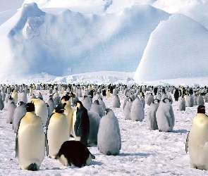 Stado, Pingwinów