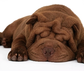 Brązowy, Shar Pei