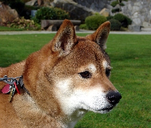 Shiba inu, głowa