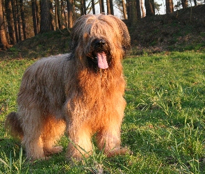 język, Owczarek francuski Briard