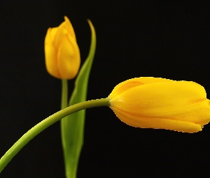 Dwa, Tulipany, Żółte