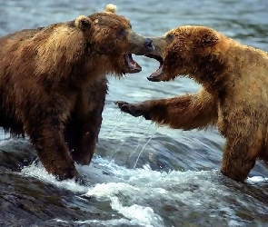Niedźwiedzie, Walka, Dwa