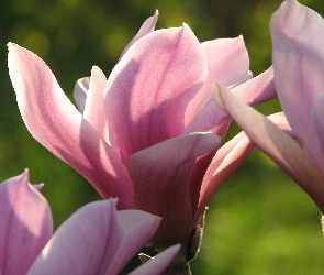 Kwiat, Magnolii