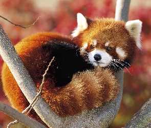 Mała, Pandka ruda, Panda
