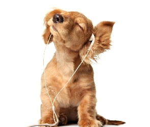 Pies, Muzyki, Słuchający