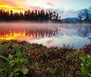 Jezioro, Mgła, Las, Kwiaty