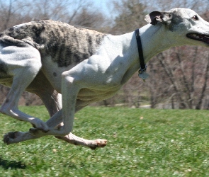 Whippet