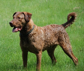 duży, Chesapeake Bay retriever, Piękny