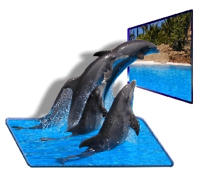 4D, Plaża, Cztery, Delfiny