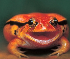 Żaba, Pomarańczowa