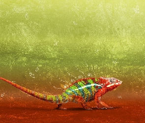 Kolorowy, Kameleon
