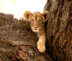 Lwiątko na drzewie
