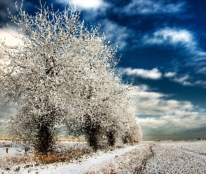 Drzewa, Pole, Zima, Śnieg