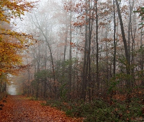 Krajobraz, Jesieni, Liście, Dróżka, Kolorowe, Drzewa