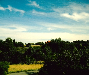 Łąki, Lato, Drzewa