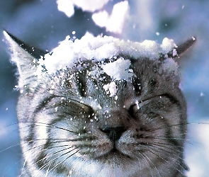Śnieg, Kotek, Spadający