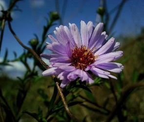Aster, kwiatostan