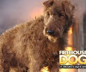 Firehouse Dog, pies