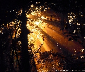 Przenikające Światło, Las