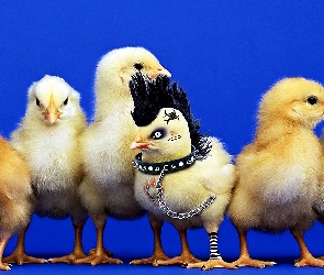 Kurczaki, Punk