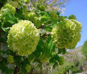Krzew, Kalina koralowa