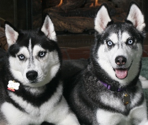 czarne, Siberian Husky, dwa