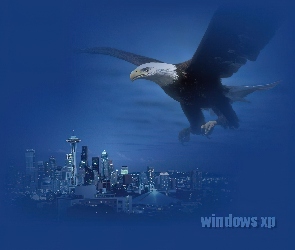 Windows XP, Bielik amerykański, miasto, microsoft