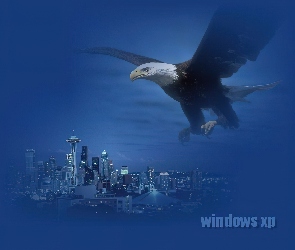 Bielik amerykański, miasto, Windows XP, microsoft
