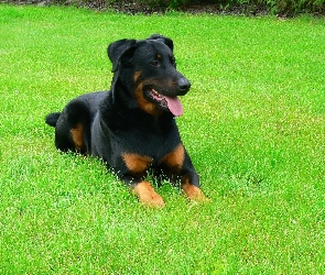 soczysta, trawa, Beauceron