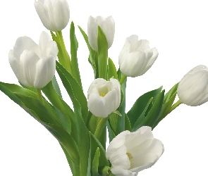 Tulipany, Łodygi, Białe