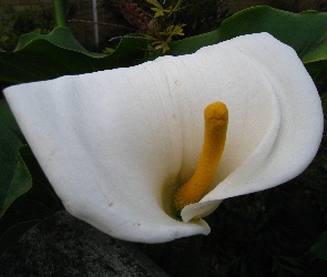 Zantedeschia