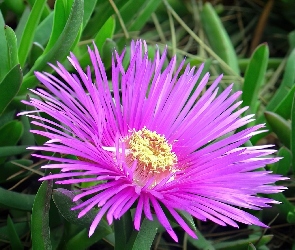 Fioletowy, Aster