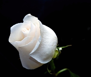 Biała, Róża, Nierozwinięta