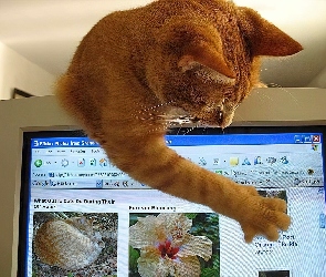 Kot, Komputerze, Przy