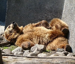 Niedźwiedź, ZOO