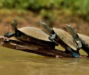 Zbiorowe, Przejście, Żółwie