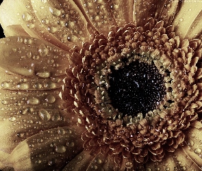 Żółta, Gerbera, Zroszona