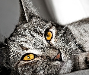 Kot, Oczy, Żółte