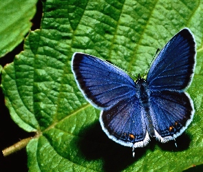 Modraszek ikar, Liść, Motyl