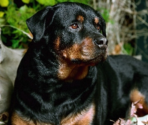 Rottweiler, Czarny