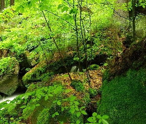 Las, Strumyk