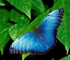 Niebieski, Liście, Zielone, Motyl